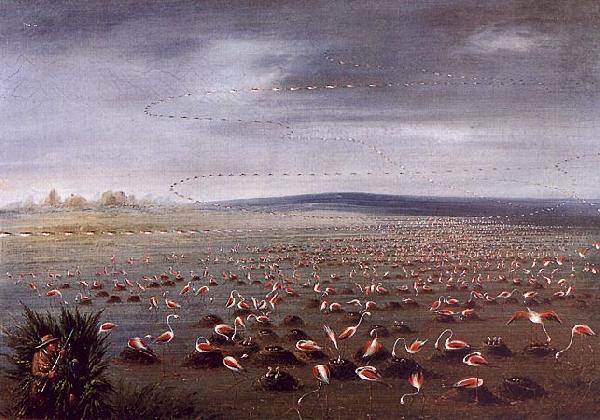 George Catlin Ambush for Flamingoes oil painting picture